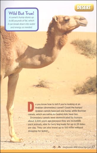 Camel in a desert setting with educational text about camels.