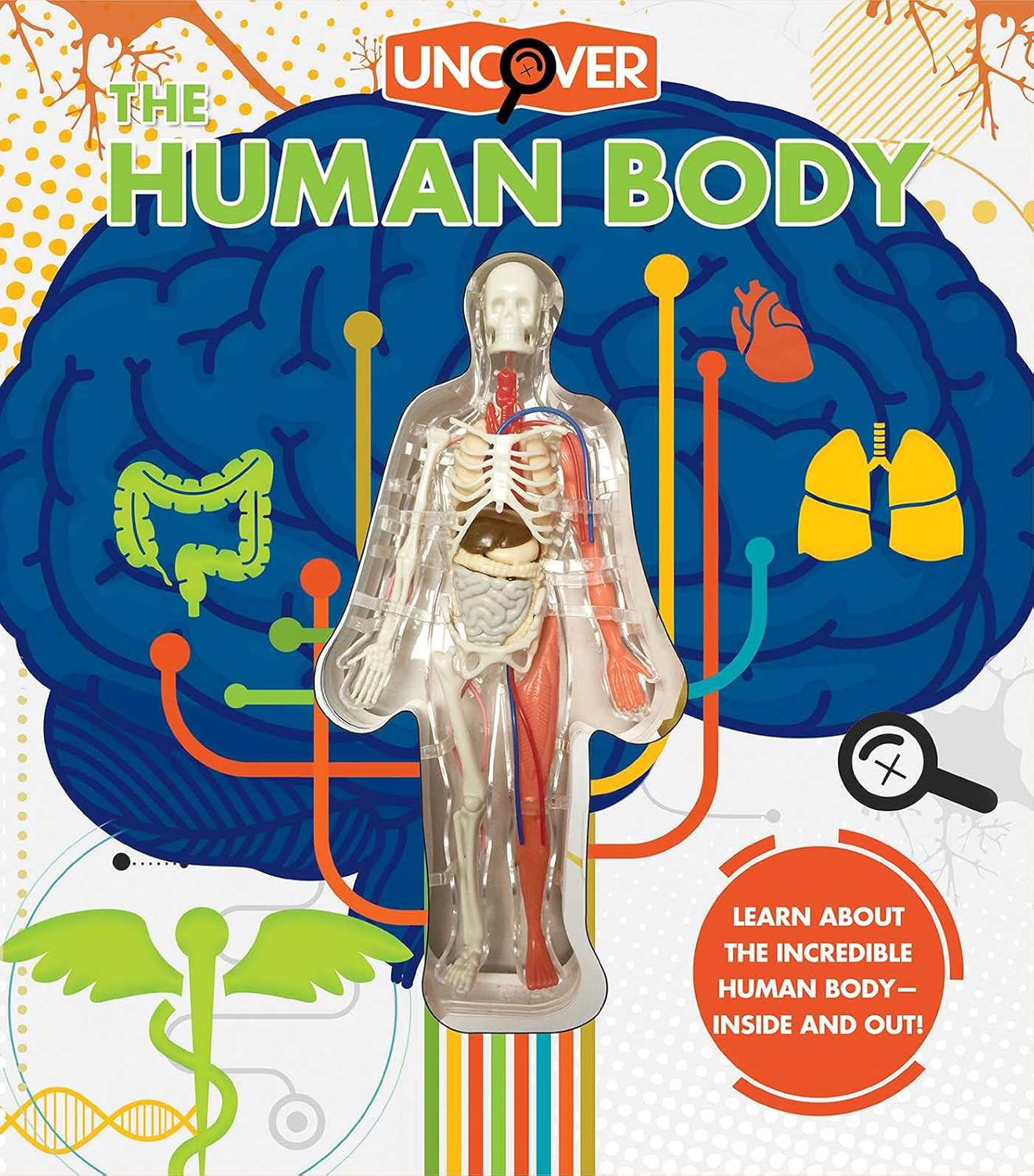 Book cover of 'The Human Body' with a transparent model of a human body and various body parts on a colorful background.