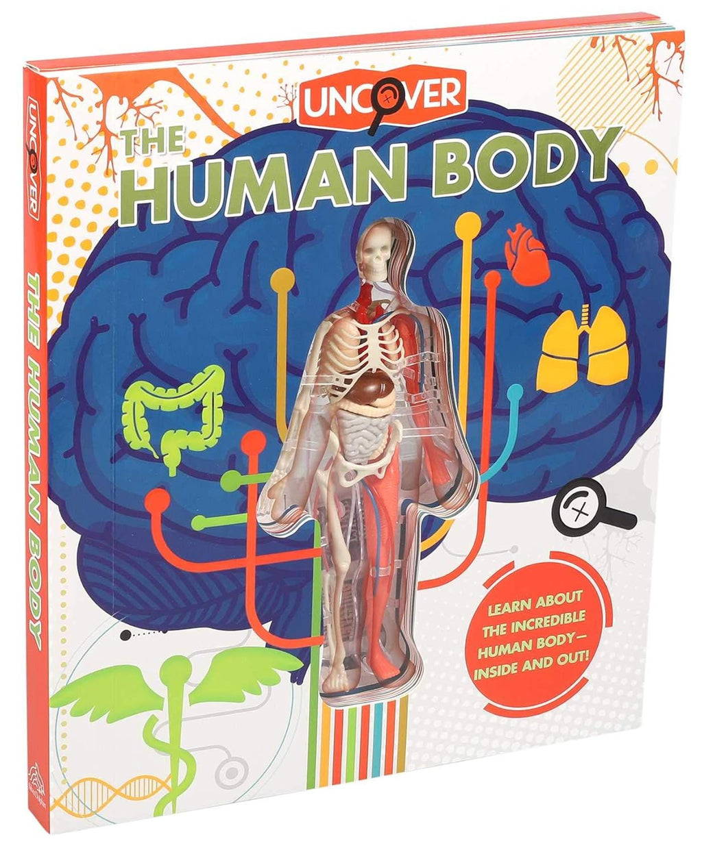 Book cover of 'Uncover the Human Body' with anatomical illustrations and text.
