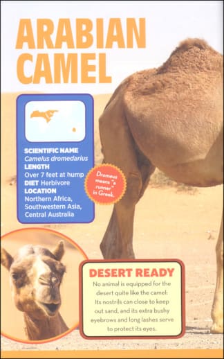 Informational poster about the Arabian camel with text and images.